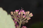 Japanese spiraea